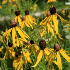 200 Seeds Clasping Coneflower Echinacea amplexicaulis - Hardy Perennial Wildflower for Pollinators, Drought-Tolerant, Easy to Grow