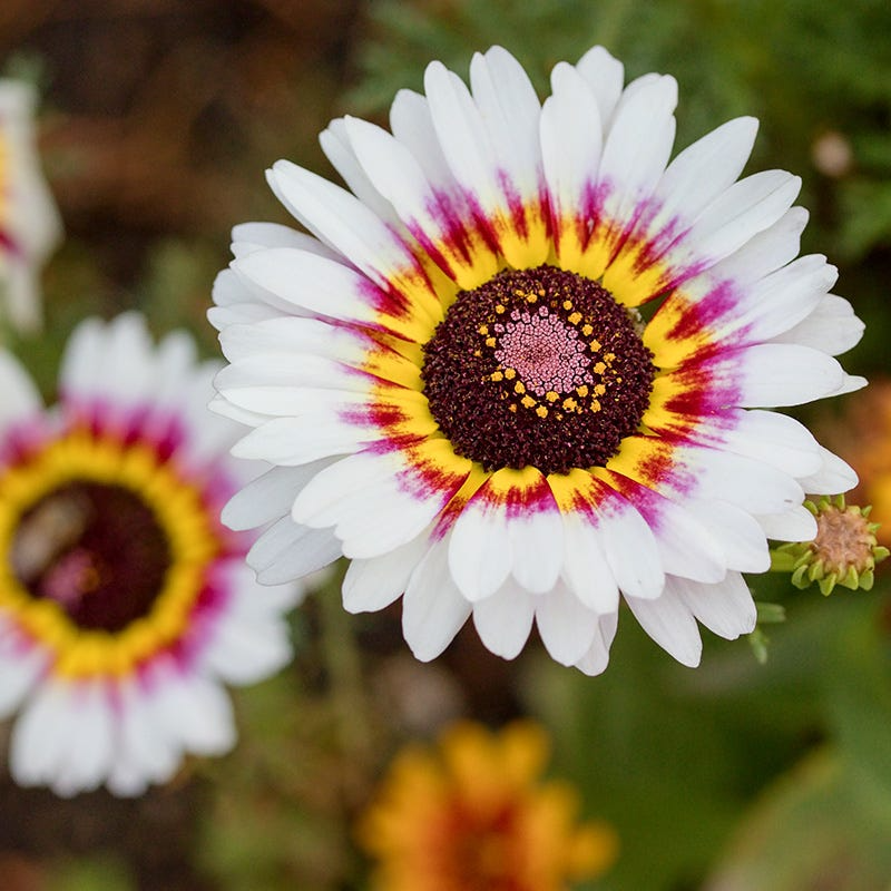 Painted Daisy Flower Seeds, Chrysanthemum coccineum, Colorful Perennial for Borders & Pollinator Gardens, Non-GMO Seeds