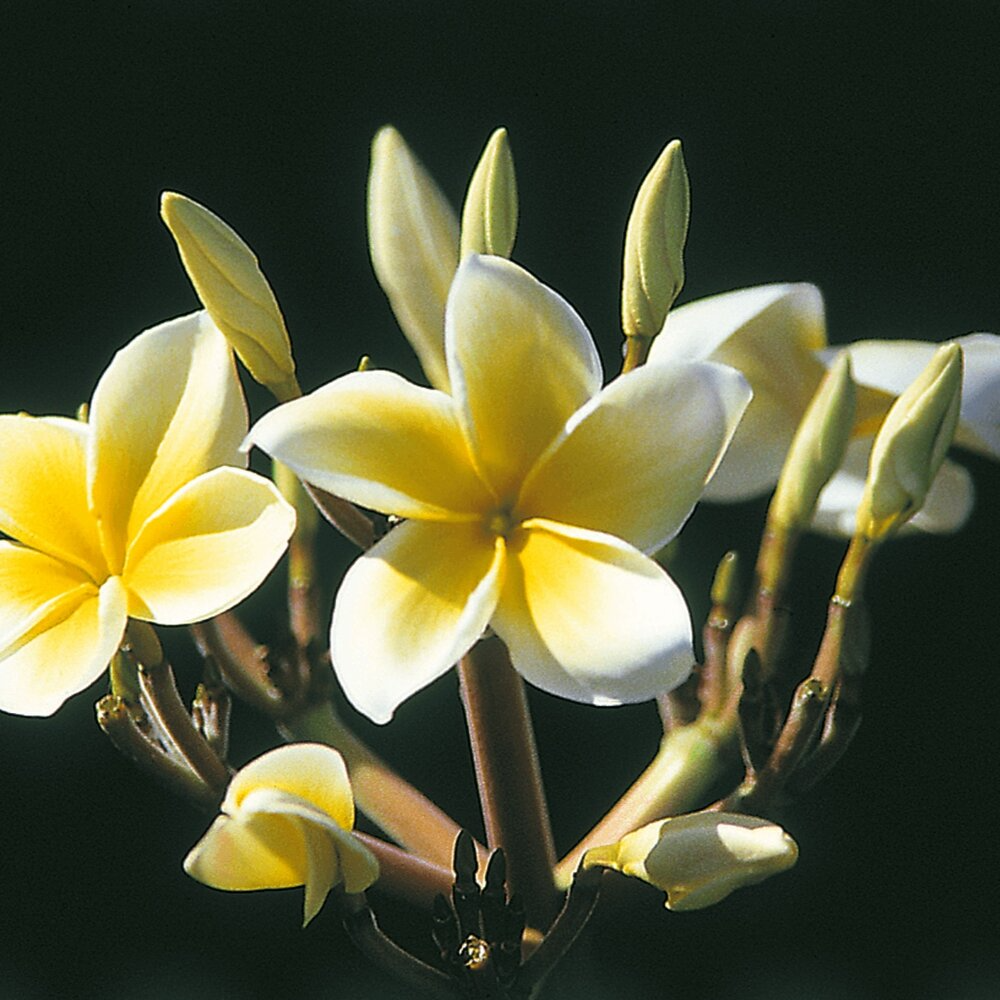 Yellow Plumeria Cutting 10" Unrooted, Fragrant Yellow Flowers, Tropical Plant, Plumeria rubra, Easy to Grow