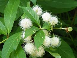 3 Buttonbush Plants - Cephalanthus occidentalis Bare Root Shrubs for Wetlands, Rain Gardens & Wildlife Habitat