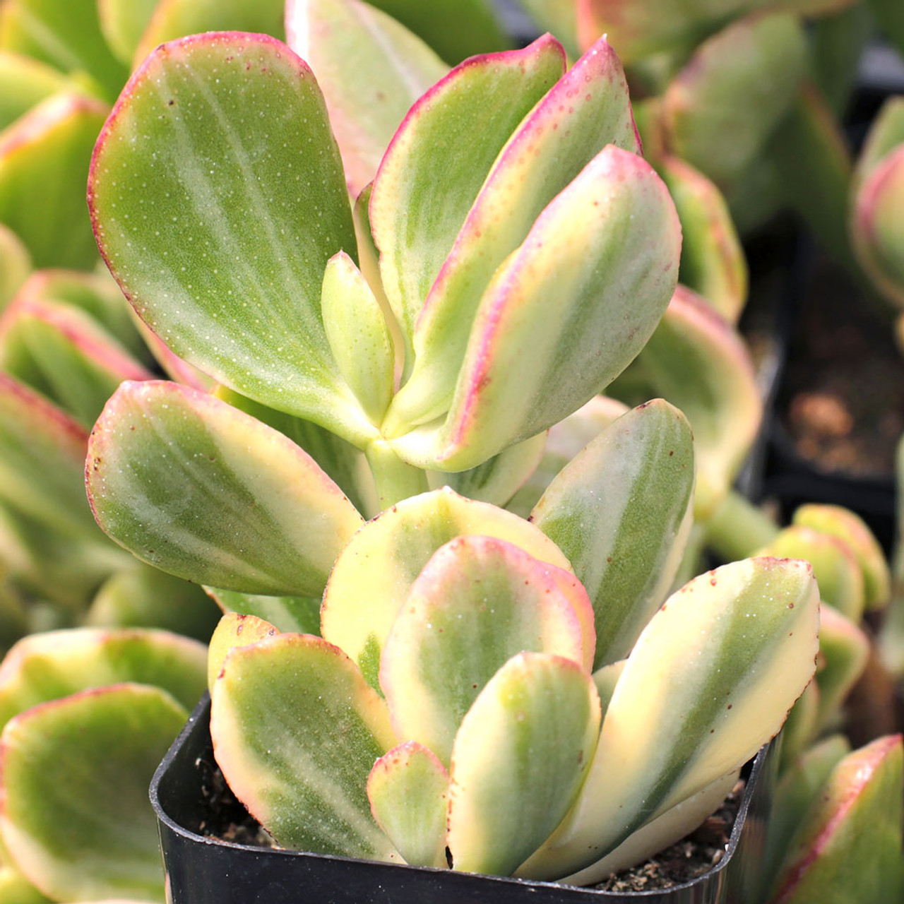 Crassula Ovata Variegated Jade Lemon Lime Tri-Color Succulent Cuttings 1"-4" Indoor Houseplant
