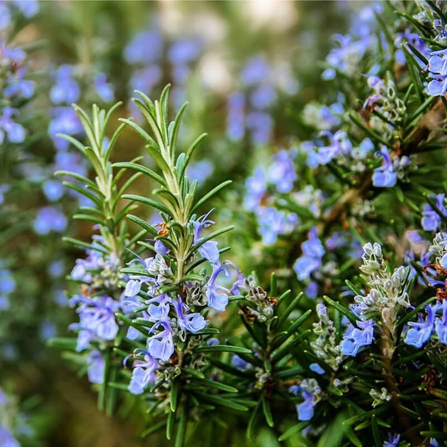 Rosemary Herb Seeds 100mg Salvia rosmarinus Culinary Aromatic for Home Gardens, Herb Plants, Pot Gardening