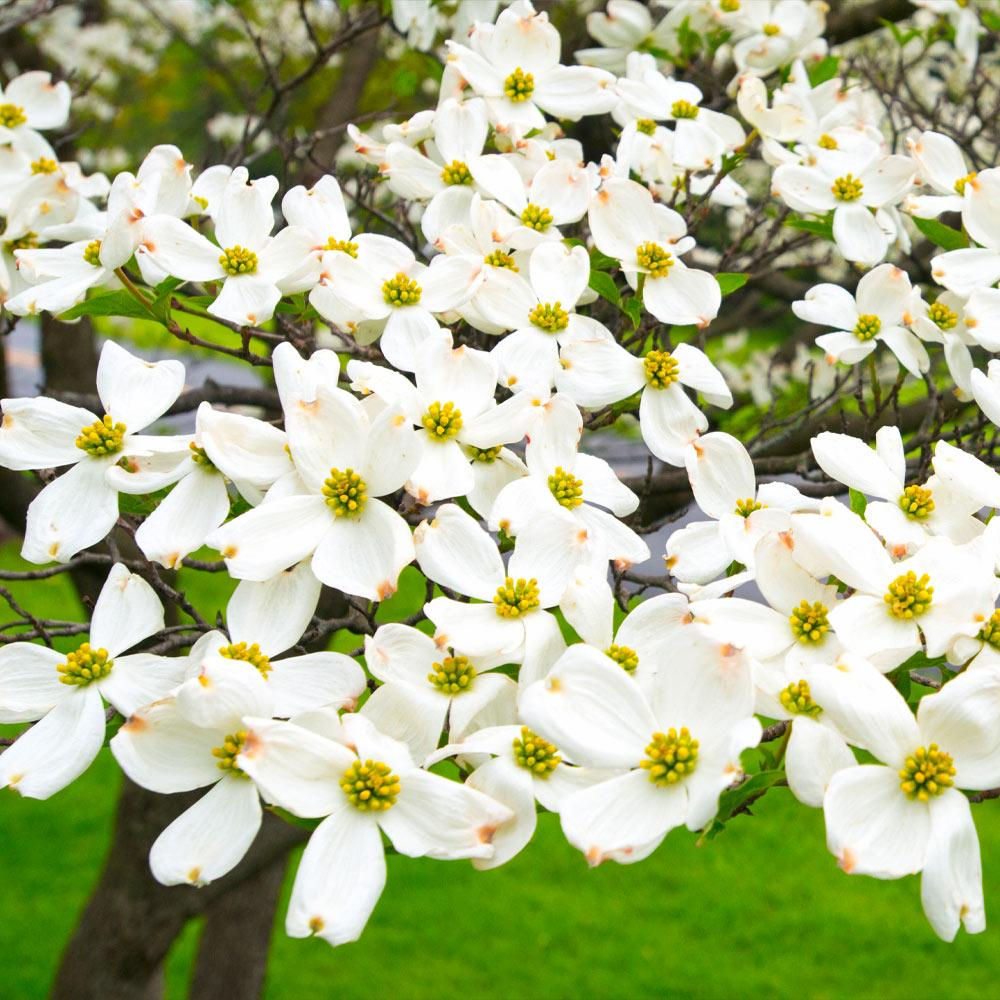 White Dogwood Tree Bare Root 12–24 Inches Cornus florida Native Flowering Landscape Tree