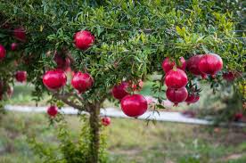 Set of 5 Pomegranate 'Wonderful' Plants | Punica granatum | Edible Red Fruit Trees for Home Garden & Orchard