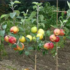 4 Star Apple Cutting 5-6" Unrooted for Grafting Tropical Fruit Tree Annona sp. Exotic Propagation