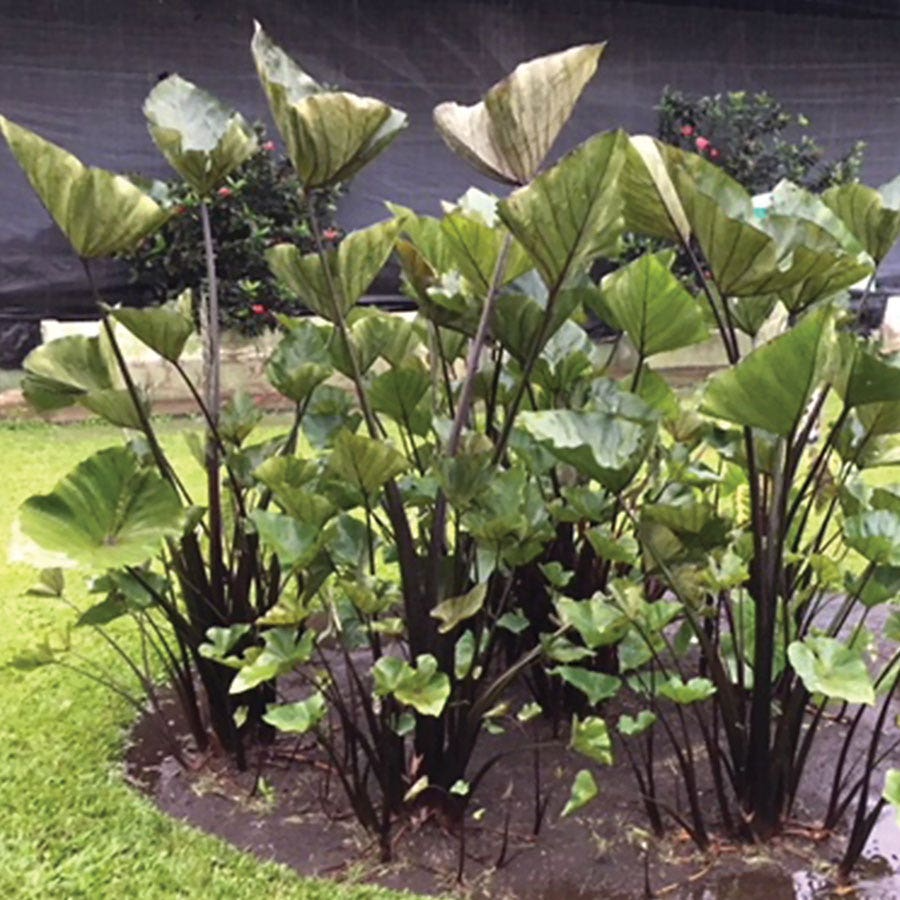 Colocasia esculenta Starter Plant, Elephant Ear, Tea Cup Variety, Tropical Perennial, Small Rooted Plant