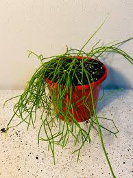 Rhipsalis cassutha Cuttings – Epiphytic Cactus with Red Fruit, Hanging Stems, 5 Pieces, USDA Zones 10-12
