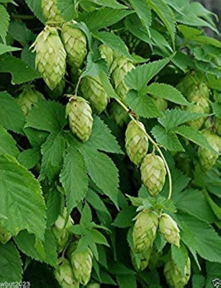Humulus lupulus Hops Seeds - 20 Count Climbing Perennial Vine for Garden, Trellis, Privacy, Zone 4-8