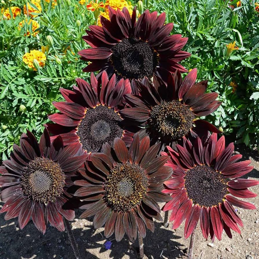 Cherry Chocolate Sunflower Seeds - Heirloom Non-GMO, Deep Burgundy Blooms, Pollinator & Cut Flower Garden, Helianthus annuus