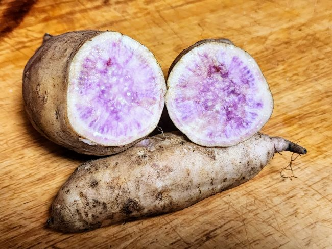 Sweet Potato Cuttings 5-Pack Okinawa Purple & Beauregard Orange Ipomoea batatas for Planting