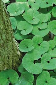 Wild Ginger Plant Roots | Asarum Canadense | Native Shade Woodland Perennial | Bare Root Ground Cover