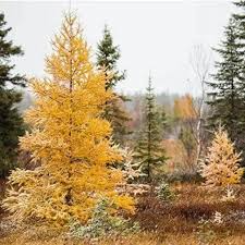 Larix Seeds - 20 Count Mixed Varieties Deciduous Conifer Cold Hardy Alaska Wild Harvested