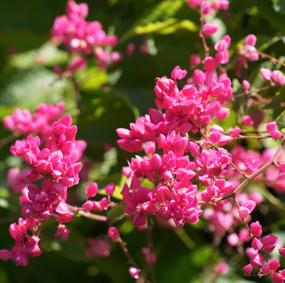 Pink Coral Vine Flower Seeds | Antigonon leptopus | Rare Vining Creeper for Gardens, Climbing Plant, Pink Blooms