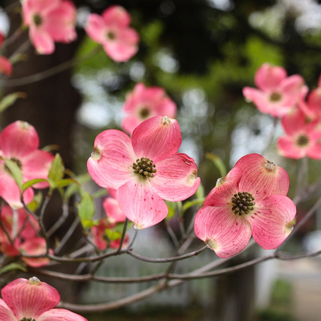 Pink Flowering Dogwood Cuttings - 10 Unrooted Stems for Zones 5-9, Cornus florida, Spring Blooms, Ornamental Tree, Bird-Friendly