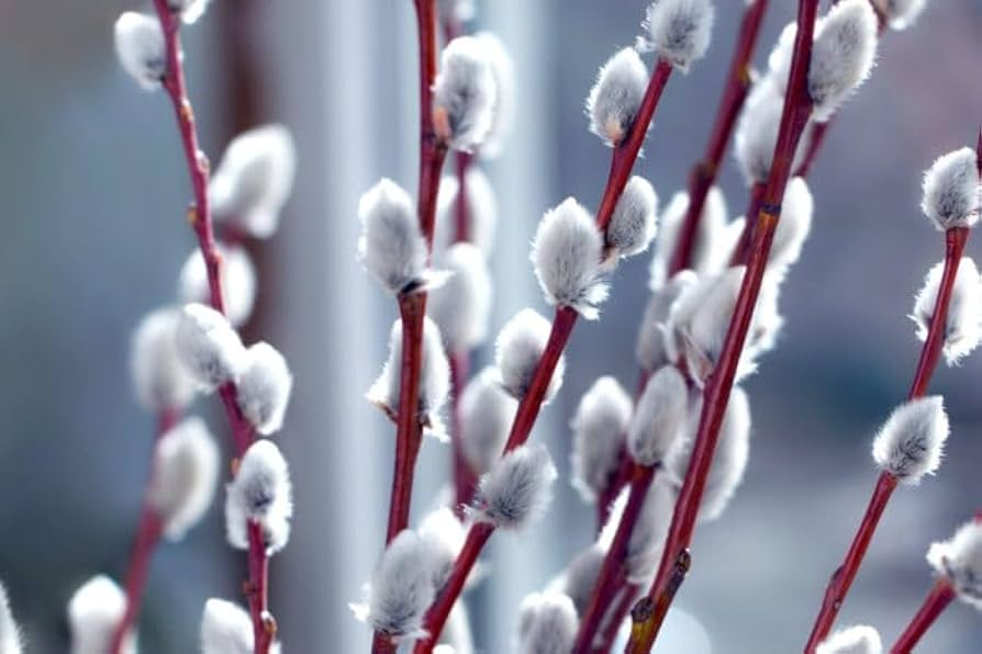 Bare Root French Pussy Willow Shrub Salix caprea, 1-2 ft Tall, Early Blooming Deciduous Landscape Plant
