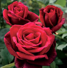Mr. Lincoln Rose Cuttings 3-Pack - Deep Red Velvet Fragrant Hybrid Tea Rose Rosa 'Mr. Lincoln'