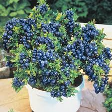 3 Top Hat Dwarf Blueberry Plants Vaccinium angustifolium – Compact Edible Fruit Bush for Pots & Gardens