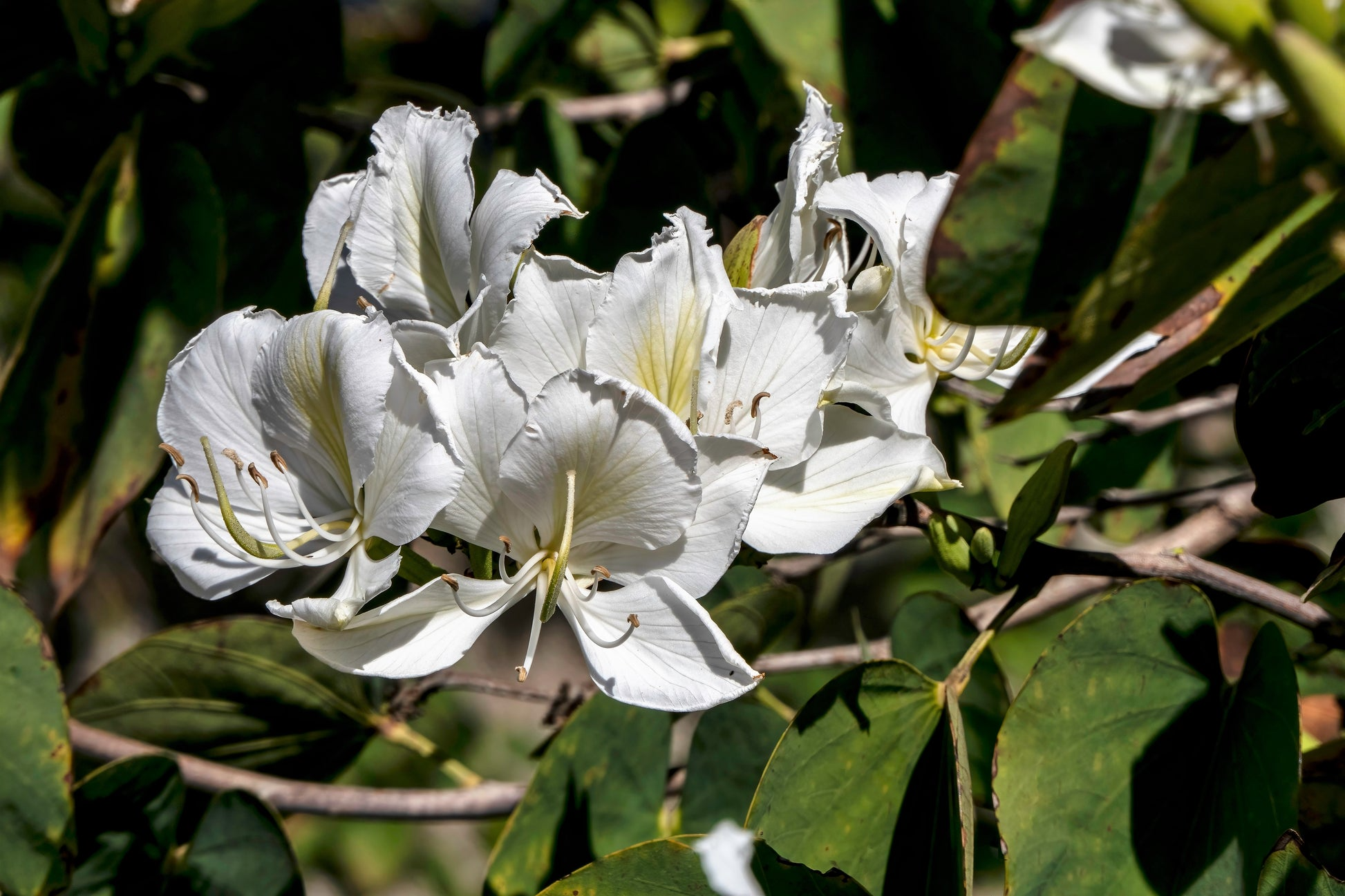 10 Seeds Bauhinia Alba White Orchid Tree Flowering Plant for Gardens & Landscaping | Bauhinia variegata alba