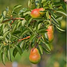 Ayers Pear Fruit Tree Scion Cuttings – Unrooted 10-12" Pyrus communis for Grafting & Propagation