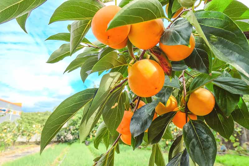 Persimmon Tree Cuttings - 3 Diospyros kaki Japanese Persimmon Grafting Propagation USDA Zones 6-11