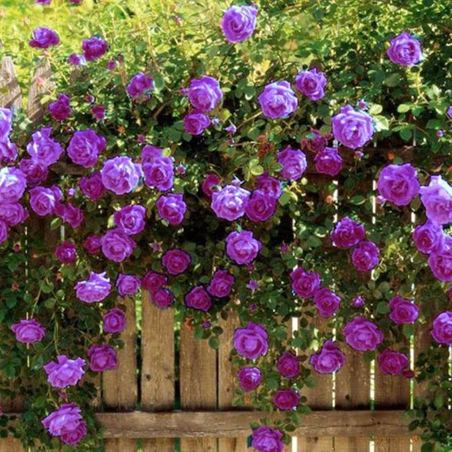 20 Purple Climbing Rose Seeds - Fragrant, Fast-Growing Perennial Vine - Rosa spp. for Garden Trellises & Fences
