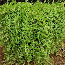 Sedum Sarmentosum Cuttings – Creeping Perennial Ground Cover, Drought Tolerant, Fast-Growing, Succulent, 70 Live Cuttings