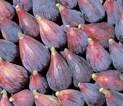 Rare Unrooted Fig Cuttings – Andijan Ficus Carica, Sweet & Delicious, Hardy Fruit Tree, Organic, Ideal for Rooting & Grafting