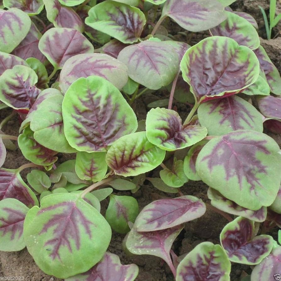 500+ Striped Spinach Seeds | Heirloom Leafy Green for Salads & Cooking | Spinacia oleracea | Cool Season Vegetable Seeds