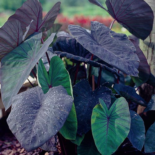 Black Magic Colocasia Elephant Ear Starter Plant | Dark Purple-Black Foliage | Tropical Perennial | Colocasia esculenta