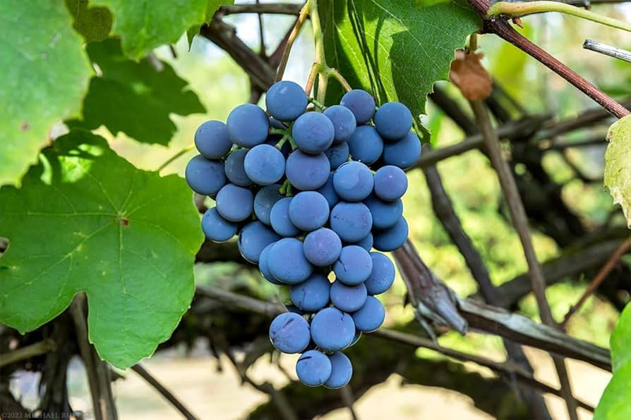 Organic Concord Grape Cuttings 6 Inches Unrooted Vitis labrusca for Home Vineyard, Grape Growing Starter, Rooting Propagation