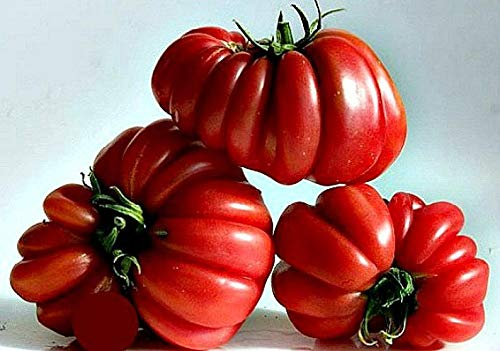 25 Ruffled Tomato Seeds | Heirloom Solanum lycopersicum | Ribbed, Exotic, Slicing & Salad Tomato Seeds