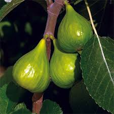 Peter's Honey Fig Cuttings - 6"+ Unrooted Scions with 3+ Nodes, Ficus carica, Sweet Honey Flavor, Fresh Propagation Material
