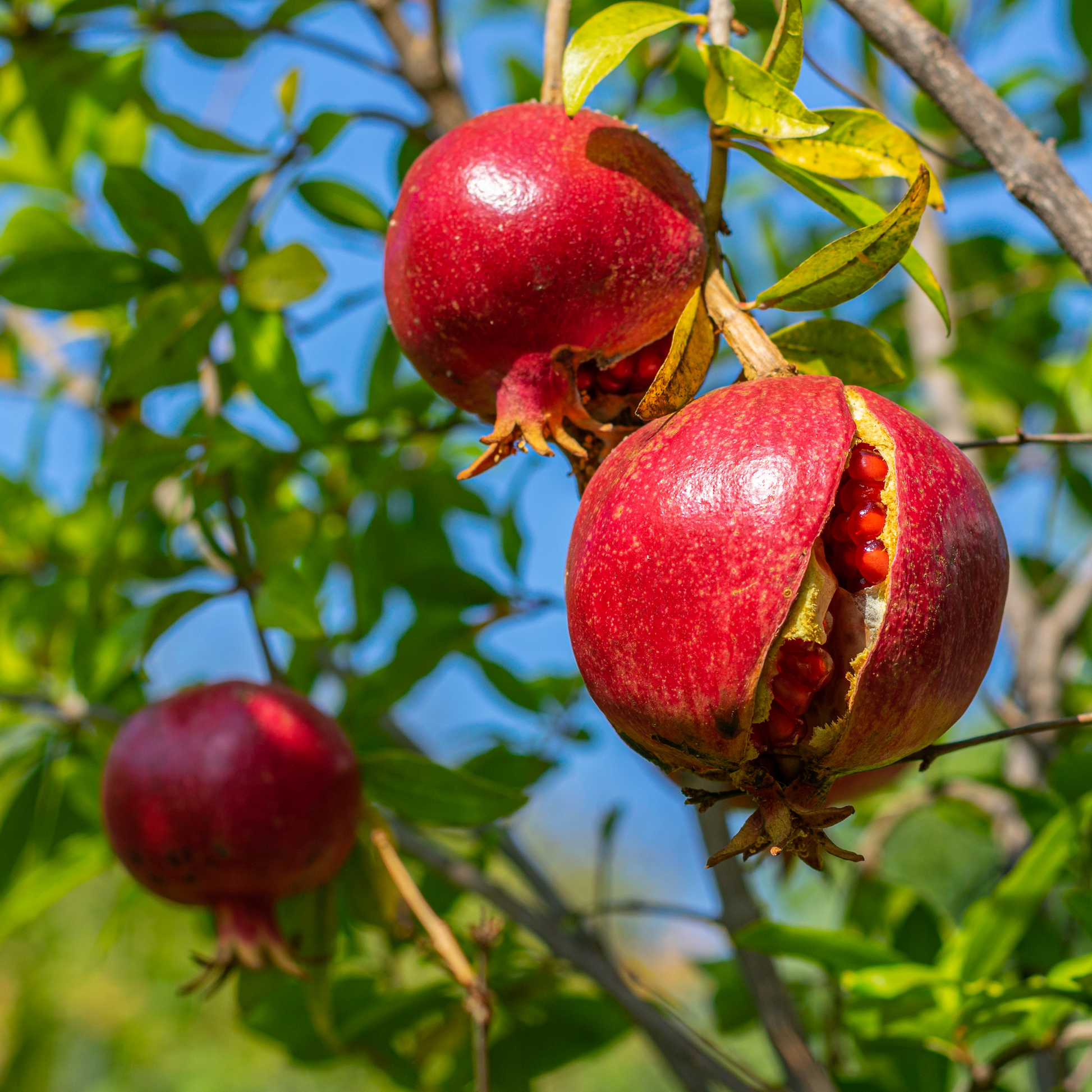 Pomegranate Cuttings 6-8 Inches, Punica Granatum, Fruit Tree Propagation, Unrooted Planting Material