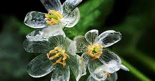Skeleton Glass Flower Seeds – Diphylleia grayi – Rare Transparent Petals for Shade Gardens, Perennial, Ghost Flower Seeds