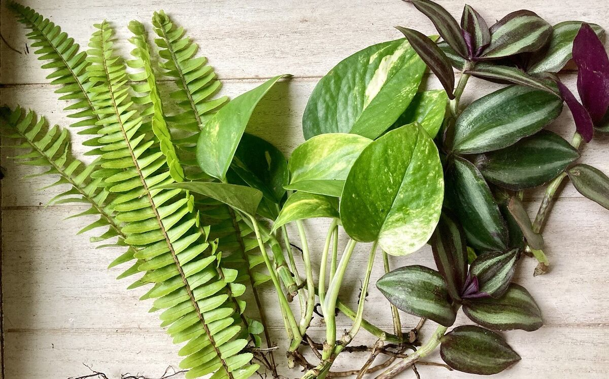 12 Rooted Plant Cuttings Pack – Pothos, Wandering Jew, Arrowhead Vine, Ferns – Easy Care Indoor Propagation Plants