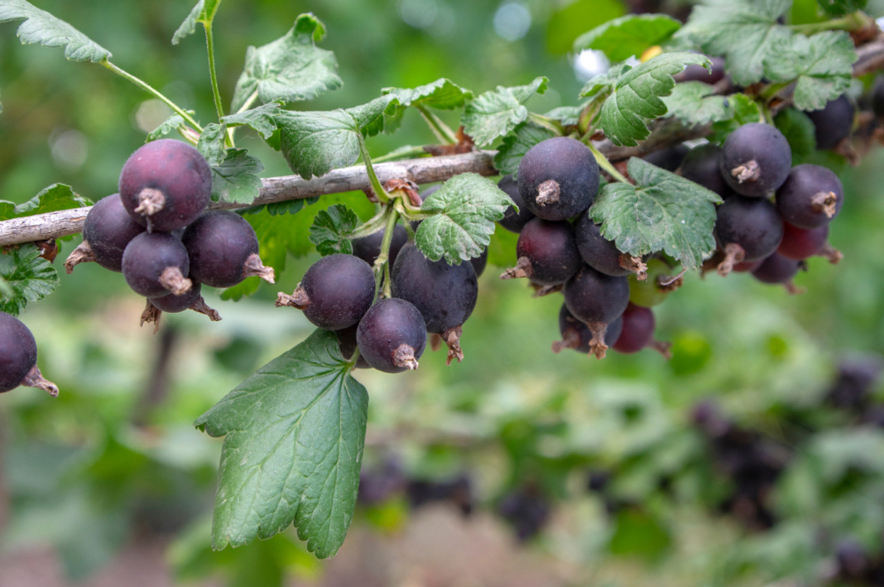 Jostaberry Cuttings Set of 12 Unrooted Ribes × nidigrolaria Gooseberry-Black Currant Hybrid for Propagation