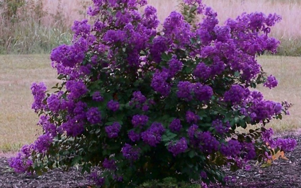 Dark Purple Crepe Myrtle Plants | 6" Rooted Cuttings | Lagerstroemia Deciduous Shrub/Tree for Zones 7-9