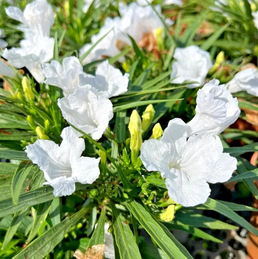White Mexican Petunia Plants – 10 Rooted, Drought & Wet Soil Tolerant, Full Sun to Shade, Fast Spreading, Zone 7-11, Ruellia brittoniana