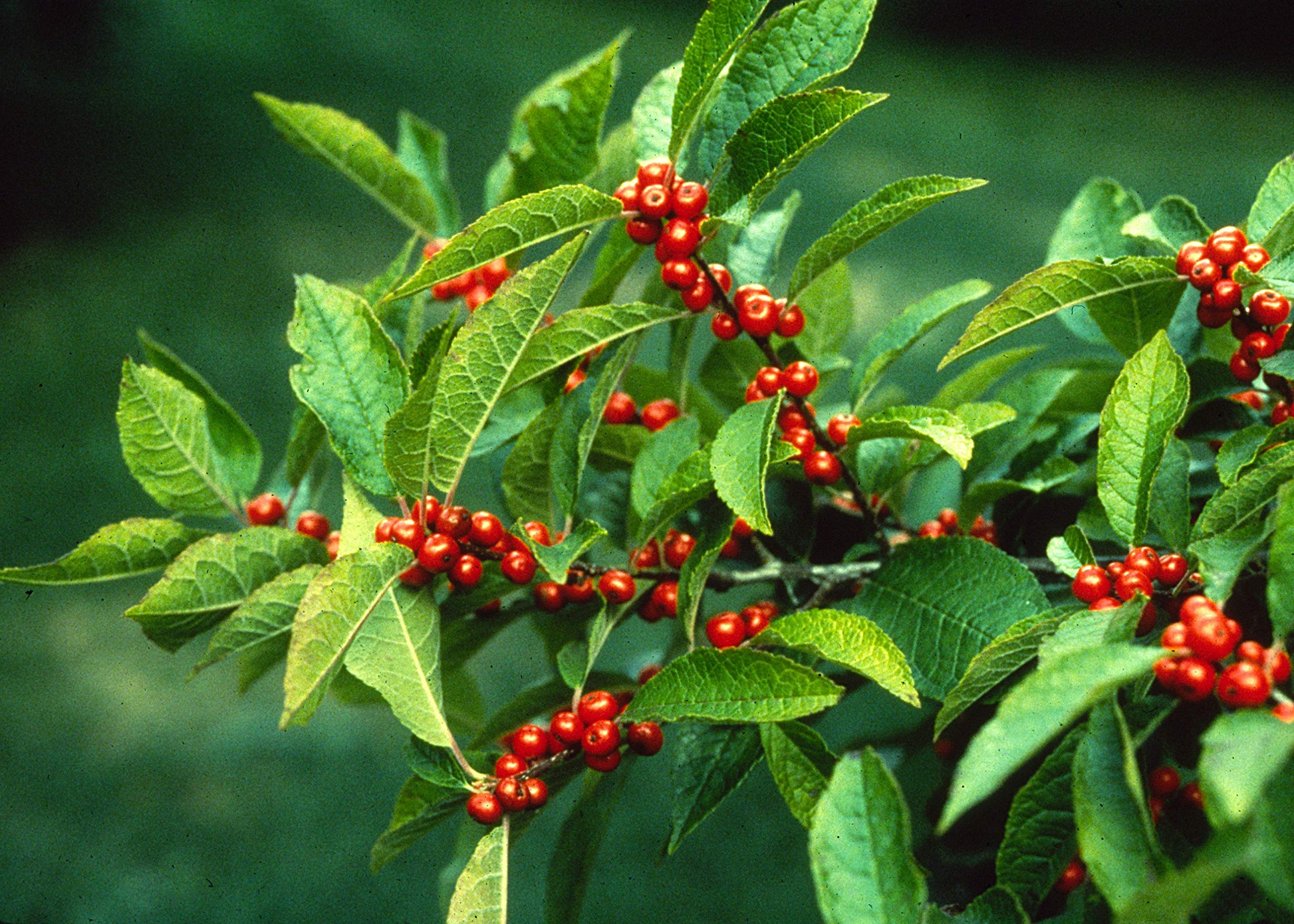250 mg Ilex verticillata Winterberry Holly Seeds for Planting, Ornamental Shrub, Wildlife Garden, Landscaping