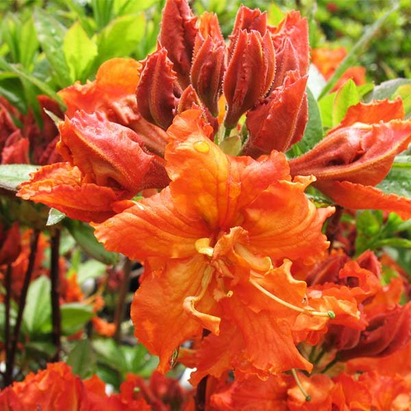 Gibraltar Deciduous Azalea Starter Plant with Orange Flowers, Rhododendron 'Gibraltar', Acid-Loving, Partial Sun, Well-Draining Soil