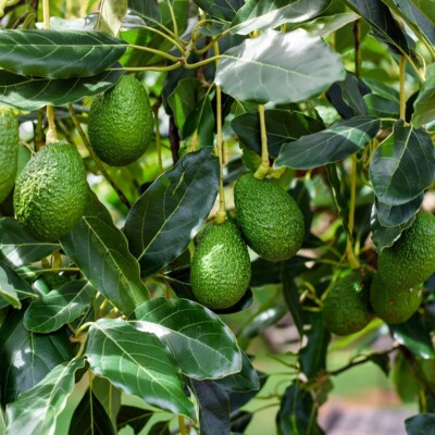 Avocado Tree Cuttings 4 Pcs Combo Grafting Unrooted Bacon & Fuerte Varieties for Home Garden
