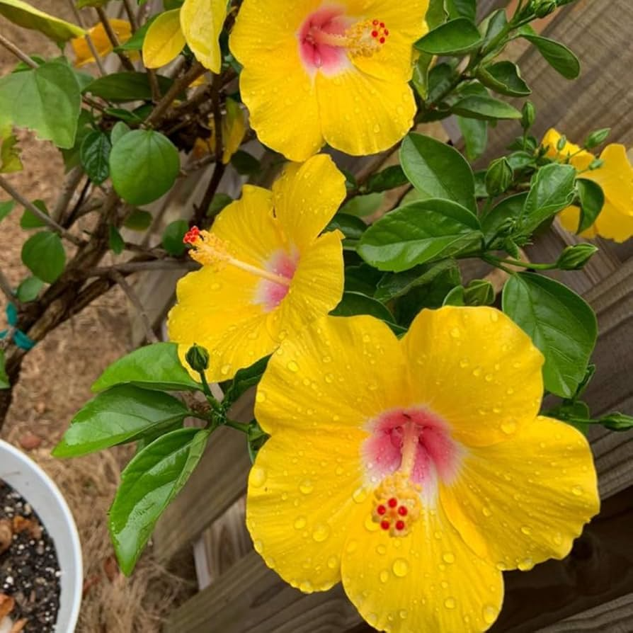 Pineland Hibiscus Seeds 25 Pack, Native Perennial Wildflower, Yellow Blooms, Hibiscus aculeatus, Pollinator-Friendly, Drought Tolerant