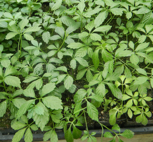 Jiaogulan Live Plants 5 Rooted Gynostemma pentaphyllum Perennial Vine Indoor Outdoor