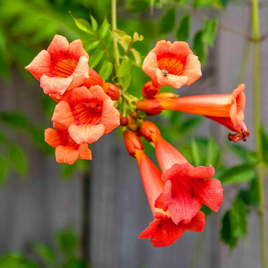 Red Hummingbird Vine Seeds, Campsis radicans, Climbing Trumpet Flower for Trellises & Fences, Non-GMO Pollinator Garden Plant