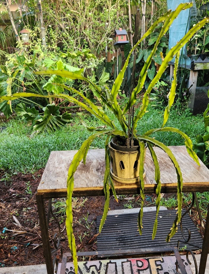 Hurricane Cactus Cutting 6" Lepismium Spiralis Rare Spiral Succulent Epiphyte Rooting Hormone Dipped