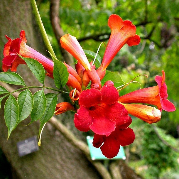 Red Trumpet Vine Cuttings - Campsis radicans, Perennial Climbing Vine for Hummingbirds & Butterflies, USDA Zones 4-9