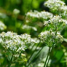 Garlic Chives Seeds 100 Allium tuberosum Herb for Cooking & Garden, Aromatic, Easy to Grow