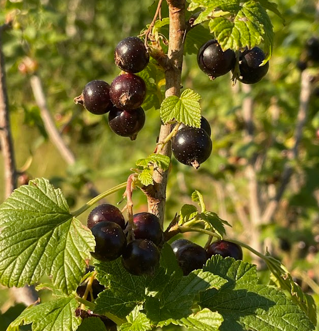 Black Currant Seeds - 25 Pack - Ribes nigrum, Alaska Grown, Zone 3 Hardy, Edible Berries, Cold Stratification Required