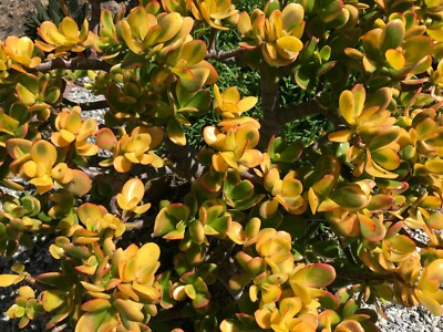 Golden Jade Hummels Sunset Succulent Cutting - Crassula Ovata Argentea, Unrooted 5-inch Branching Propagation Plant