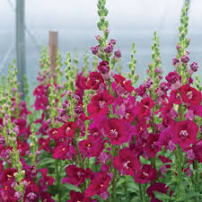 Chantilly Purple Snapdragon Seeds | 1000 Seeds | Tall Fragrant Purple Blooms | Antirrhinum majus for Garden & Cut Flowers